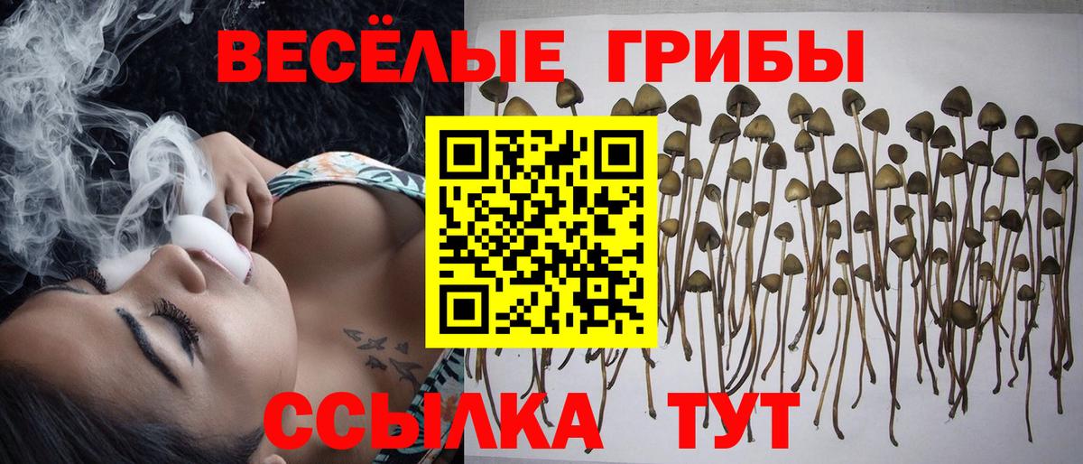Уварово  Псилоцибиновые грибы прущие грибы  Псилоцибиновые грибы прущие грибы  Вход с VPN 